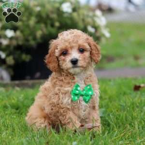 Rider, Miniature Poodle Puppy